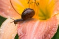 Macro photo of small brown snail sitting on the petal of pink lily on sunny day after rain and drinking drops Royalty Free Stock Photo