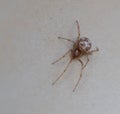 Macro photo of a small brown spider Royalty Free Stock Photo