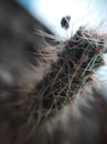 Macro photo of small cactus Royalty Free Stock Photo