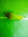 Macro photo of a small caterpillar on a green leaf