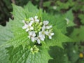 Macro photo. Small forest flowers.