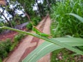 Macro photo of a small grasshopper perched on a leaf near the path