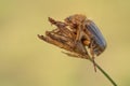Small June Beetle Amphimallon solstitiale sitting on the plant, in Czech Republic