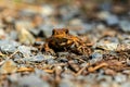 Macro photo of small orange frog