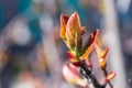 Macro photo of small red colored leaves of young twig of aronia or black chokeberry bush berry tree on blurred background with bok