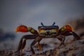 Close-up of a Crab in beach Royalty Free Stock Photo