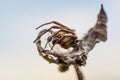 Macro photo of a small spider Royalty Free Stock Photo