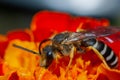 Macro photo of a small wasp on a blossomed red flower Royalty Free Stock Photo