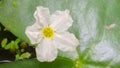 Macro photo of small white flower (Nymphoides floating heart) of aquatic flowering plant