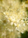 Macro photo small white flowers for background