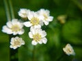 Macro photo small white flowers