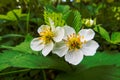 Macro photo of a small white Strawberry flowers Royalty Free Stock Photo