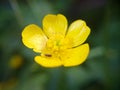 Macro photo small yellow flower