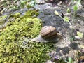 Macro photo of a snail crawling on a stone covered with moss, and leaves a trail of slime Royalty Free Stock Photo