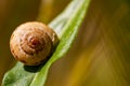 Macro photo of a snail perched on a spike branch. Animals with shells.