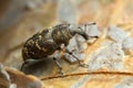 Snout beetle, Hylobius abietis, macro photo Royalty Free Stock Photo