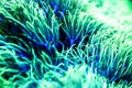 Macro photo of the soft coral Pachyclavularia viridis Royalty Free Stock Photo