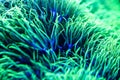 Macro photo of the soft coral Pachyclavularia viridis Royalty Free Stock Photo
