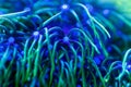 Macro photo of the soft coral Pachyclavularia viridis Royalty Free Stock Photo