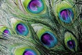 Colorful and Iridescent Peacock Feathers