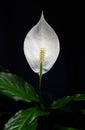 Macro photo of spathiphyllum, peace lily flower white blossom and leaves on black background Royalty Free Stock Photo