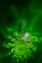 Macro photo, Spider, Araneae, Arachnida Royalty Free Stock Photo