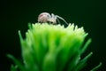 Macro photo, Spider, Araneae, Arachnida Royalty Free Stock Photo