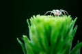 Macro photo, Spider, Araneae, Arachnida Royalty Free Stock Photo