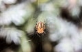 Macro photo of spider - his home network Royalty Free Stock Photo