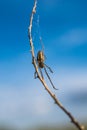Macro photo of a spider lurking for prey. Royalty Free Stock Photo