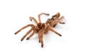 Macro photo of spider`s moult Royalty Free Stock Photo