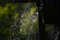 spider's web, Royalty Free Stock Photo
