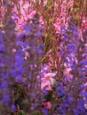 Macro photo of a spike-like inflorescence of pink flowers of Gaura lindheimeri `Geyser pink` blurred the foreground and background