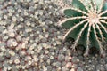 Macro photo of spiky and fluffy cactus, cactaceae or cacti