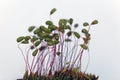 Macro photo of sporophytes of a Bryum moss