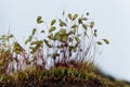 Macro photo of sporophytes of a Bryum moss