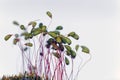 Macro photo of sporophytes of a Bryum moss