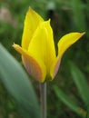 Macro photo of spring flower bright yellow Tulip on a blurred background of garden plants Royalty Free Stock Photo