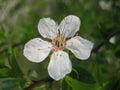 Macro photo of a spring flower with white petals decorative flowering branches of a fruit tree in the garden landscape