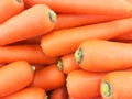 Macro Photo spring food vegetable carrot. Texture background of fresh large orange carrots. Product Image Vegetable Root Carrot