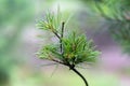 Macro photo of spruce branch in soft focus