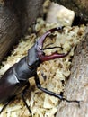 macro photo of a stag beetle on sawdust