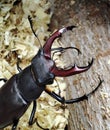 macro photo of a stag beetle on sawdust