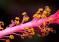 Macro photo of the stamen of the hibiscus flower includes anther and filament with selective focus Royalty Free Stock Photo