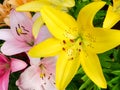 Macro image of stamens and pistil of blossoming lilly flower in garden. Beautiful background with flowers