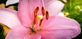 Macro image of stamens and pistil of blossoming lilly flower in garden. Beautiful background with flowers