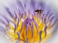 macro photo of stamens or pollen of water lili or nymphaea and bees
