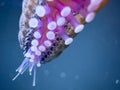 Macro photo of a starfish tentacles glowing neon underwater