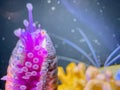 Macro photo of a starfish tentacles glowing neon underwater