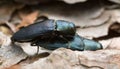 Steelblue jewel beetles, Phaenops cyanea mating on pine bark